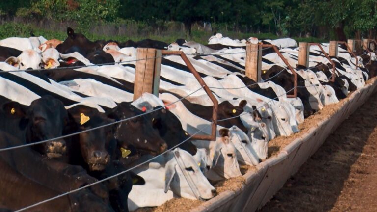 Baixa demanda pressiona as cotações no mercado bovino