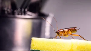Baratas adoram esses 10 espaços que quase toda cozinha tem