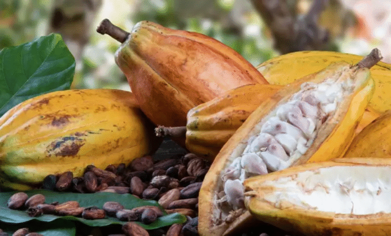 Condições climáticas mantêm preços do cacau sob pressão
