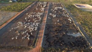 Confinamento dispara rentabilidade e garante otimismo no campo