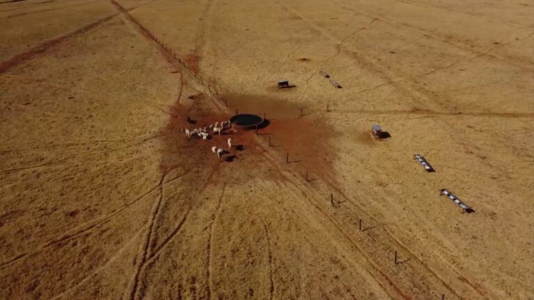 Da pastagem ao lucro: a estratégia do diferimento de pasto que evita o prejuízo na seca