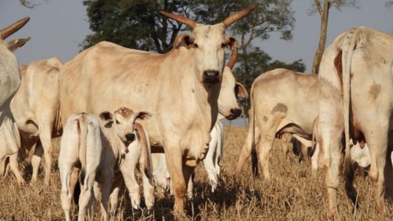 Da sanidade ao lucro: o guia de cuidados para garantir o bezerro do cedo e mais lucro