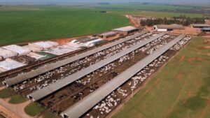 Da tradição à sustentabilidade: a história do Grupo Facholi e o gado pesado ideal