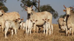 Demanda por carne bovina no mercado internacional impulsiona alta no abate de fêmeas