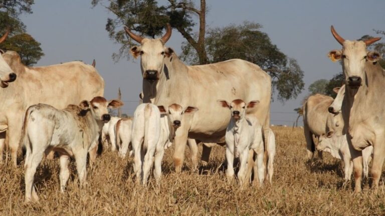 Demanda por carne bovina no mercado internacional impulsiona alta no abate de fêmeas