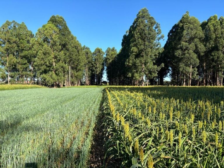 Dia da Árvore: Embrapa mostra como árvores aumentam renda e protegem meio ambiente