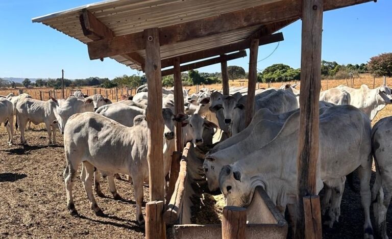 Dieta energética aumenta produção de embriões em novilhas e triplica retorno financeiro