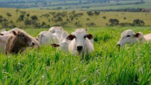 Diferimento de pasto: o guia prático para estocar forragem e não perder dinheiro. Veja