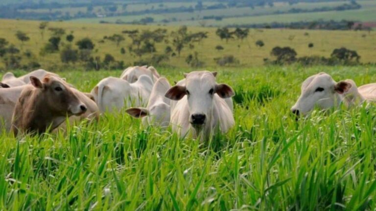 Diferimento de pasto: o guia prático para estocar forragem e não perder dinheiro. Veja