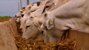 Estratégias nutricionais melhoram adaptação de bovinos ao confinamento, aponta estudo