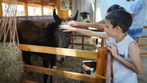 Expo Rio Preto 2025: nova fase se dedica a animais de corte e inovações no agro