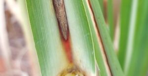 Fungo causador da murcha da cana-de-açúcar é identificado
