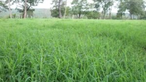 Grama estrela roxa irrigada: como a nutrição e o manejo garantem o lucro