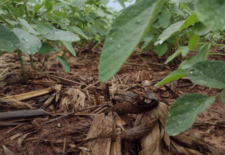MS dá largada para safra de soja 25/26 com aposta em crescimento; clima decisivo