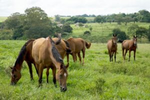 Manejo de pastagem: o guia para escolher o capim ideal para gado e cavalo