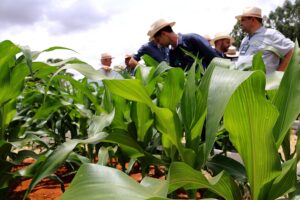 Milho: Deral projeta aumento na área plantada no Paraná