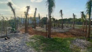 Niterói (RJ) inicia maior plantio urbano de frutas do Brasil