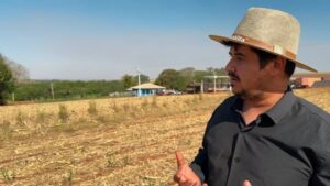 Nutrição foliar impulsiona canaviais em SP e fortalece agricultura sustentável