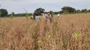 Pecuária e agricultura: como a tecnologia do Antecipasto otimiza a produção o ano todo