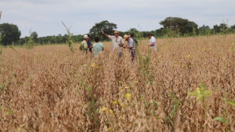 Pecuária e agricultura: como a tecnologia do Antecipasto otimiza a produção o ano todo