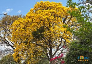 Primavera começa nesta segunda-feira com sol e possibilidade de pancadas de chuva em Coxim