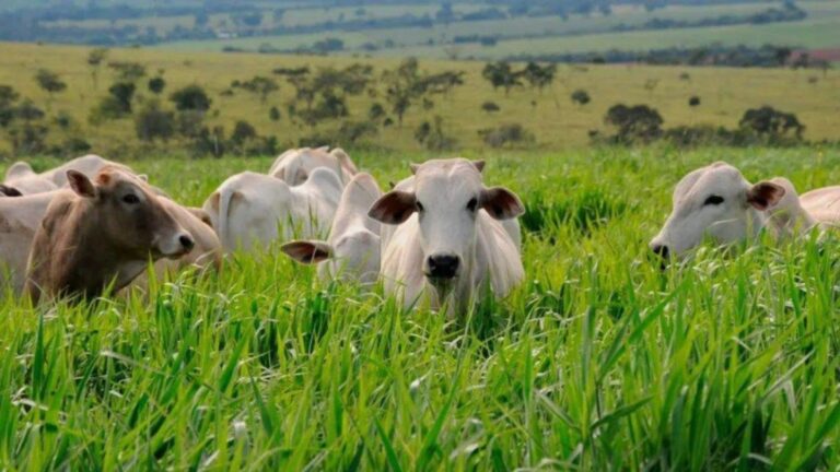 Primavera traz risco de parasitas; prevenção é essencial para rebanho