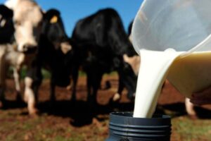 Produção de leite atinge 35,7 bilhões de litros; nova região assume liderança nacional