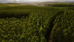 Produção florestal brasileira cresce 16,7% em 2024, aponta IBGE