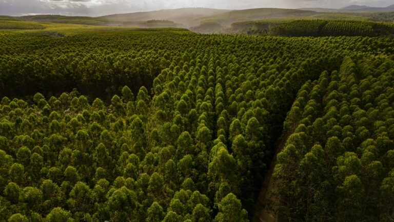Produção florestal brasileira cresce 16,7% em 2024, aponta IBGE
