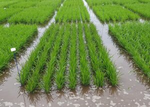 Produtividade de arroz no Rio Grande do Sul bate recorde histórico