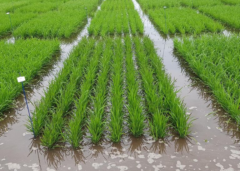 Produtividade de arroz no Rio Grande do Sul bate recorde histórico