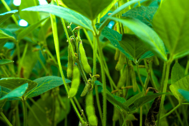 Produtores baianos se adaptam para garantir produtividade da soja