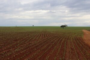 Produtores em campo: plantio de soja é liberado nesta segunda-feira (1º) em regiões de SP e PR