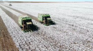 Safra 2025/26 de algodão deve ter queda de 7%