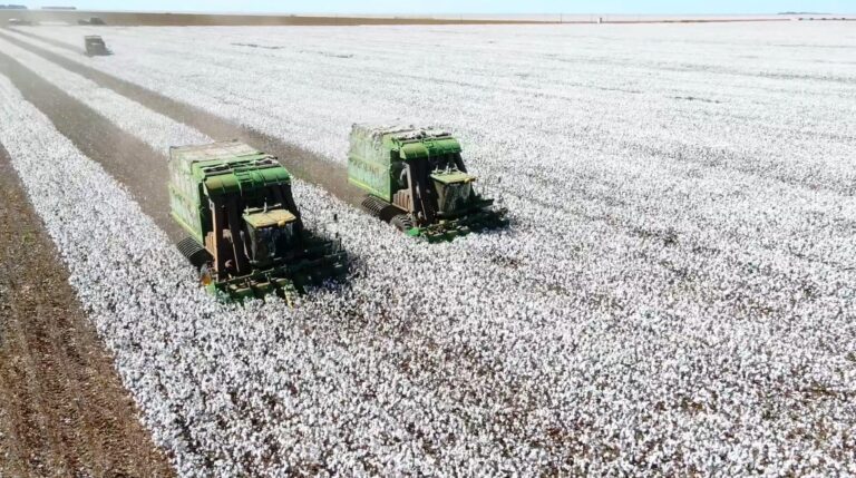 Safra 2025/26 de algodão deve ter queda de 7%