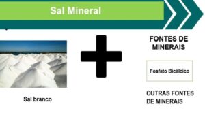 Sal mineral x sal proteinado: entenda as diferenças para uma suplementação segura