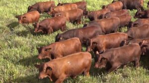 Santa Gertrudis garante lucro e desempenho a pasto; saiba mais