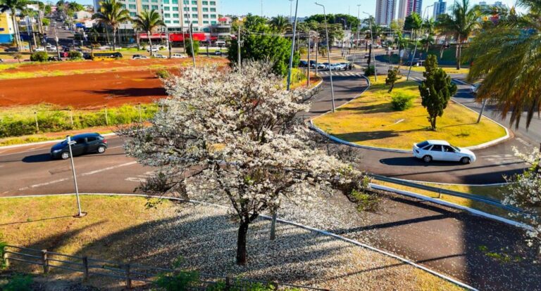 Segunda florada dos ipês-brancos marca a primavera em Campo Grande