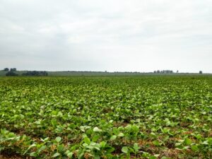 Soja deve ocupar 33 mil hectares em município de MG; saiba qual