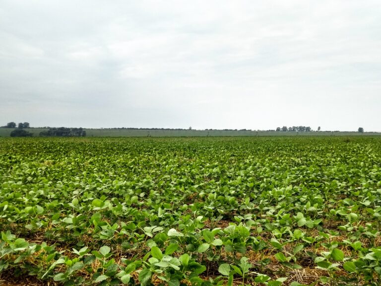 Soja deve ocupar 33 mil hectares em município de MG; saiba qual