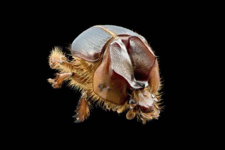 ‘Arretado’: nova espécie de besouro da Caatinga recebe nome de expressão típica do Nordeste