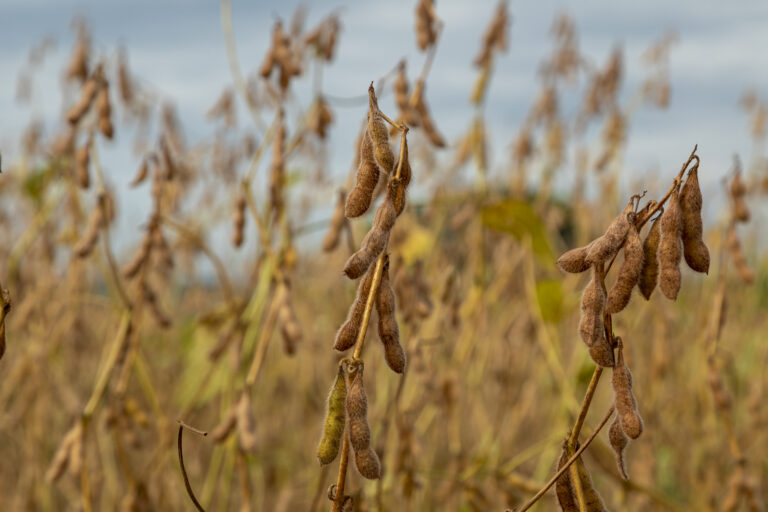 Agro dos EUA teme perder mercado da China para a soja do Brasil