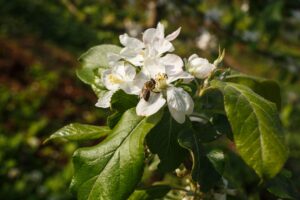 Aluguel de 300 milhões de abelhas impulsiona florada de maçãs