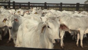 CPF do boi: rastreabilidade obrigatória evita multas milionárias na pecuária; entenda