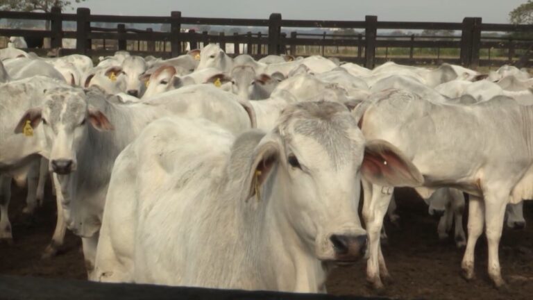 CPF do boi: rastreabilidade obrigatória evita multas milionárias na pecuária; entenda