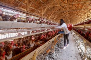 Campanha para o uso responsável de antimicrobianos é lançada pela ABPA