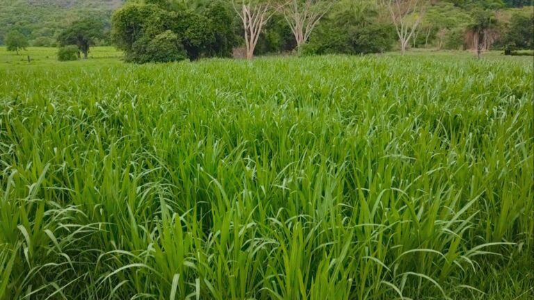 Capiaçu exige suplemento proteico para garantir ganho de peso no gado, alerta zootecnista