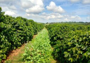 Cecafé e Emater-MG firmam parceria para estimular cafeicultura