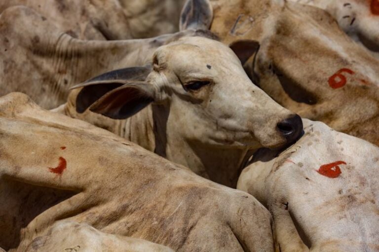 Chuvas encurtam escalas de abate, sustentando preços do boi gordo