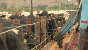 Como acertar no proteinado e evitar desperdício no cocho durante período das águas